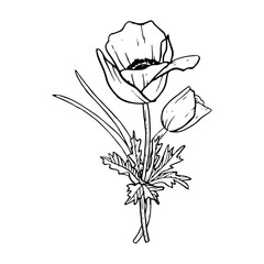Spring tulips or anemone poppies flower bouquet with grass vector illustration Black and white botanical drawing for greeting cards and wedding designs