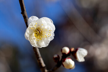 Beautiful Japanese apricot blossoms that bloom in early spring ‘Gekkyuden’.