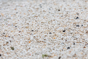 Red Algal Nodules Beach in Udo Island. Red algae nodules are one of the calcareous algae that photosynthesize and deposit calcium carbonate on the walls between cells or cells. 