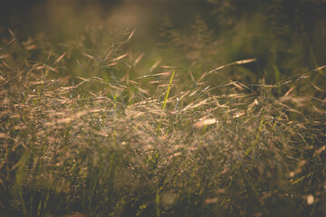 Wild flowers on the field