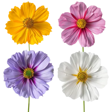 Kosumosu Images – Browse 44 Stock Photos, Vectors, and Video