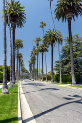 Beverly Hills drive lined with tall and majestic palm trees