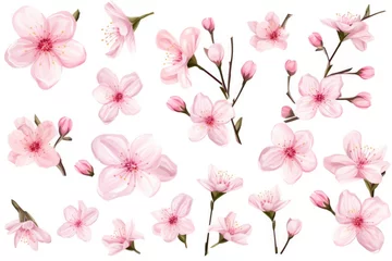 Foto op Canvas Pink flowers on a plain white background. Suitable for floral designs © Fotograf