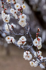 White Japanese apricot blossoms blooming in the forest in early spring.