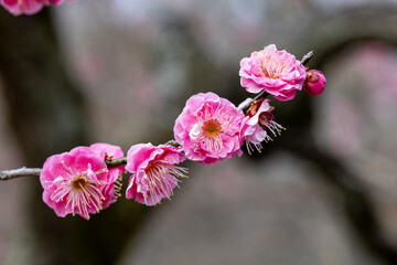 Beautiful Japanese apricot blossoms that bloom in early spring ‘Yaeknankou’.