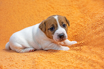 small female Jack Russell terrier puppy lies on a peach background. grooming and caring for puppie