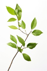 Obraz premium A branch with green leaves on a white background. Suitable for nature and botanical concepts
