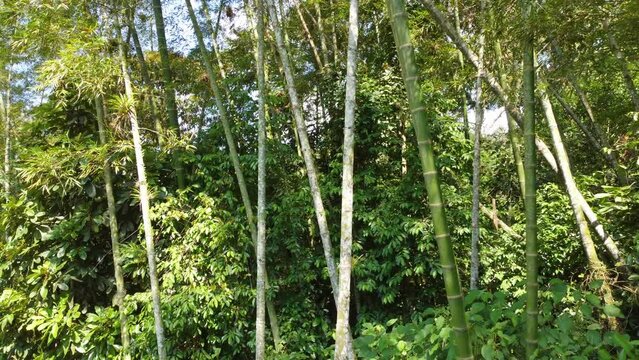 Bamboo jungle dense forest evergreen perennial flowering tropical plants