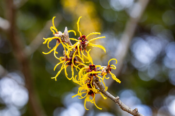 Hamamelis intermedia ’Barmstendt Gold’ with yellow flowers that bloom in early spring.