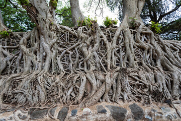 Tangle of massive roots in Royal Enclosure Fasil Ghebbi Fasilides Bath - Fasilides Swimming Pool. UNESCO World Heritage List. Gondar city, Gonder, Famous African architecture. - 752059152