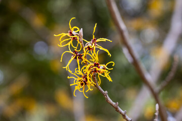 Hamamelis intermedia ’Barmstendt Gold’ with yellow flowers that bloom in early spring.