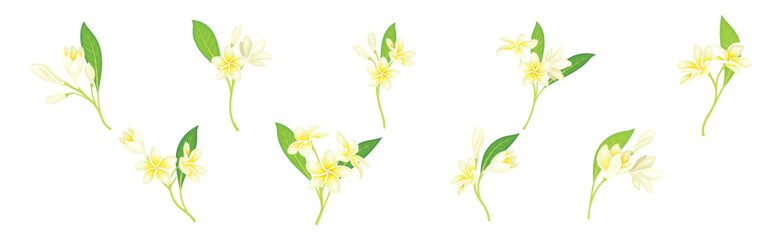 Plumeria Flower with Stem as Exotic Tropical Flora Vector Set - obrazy, fototapety, plakaty