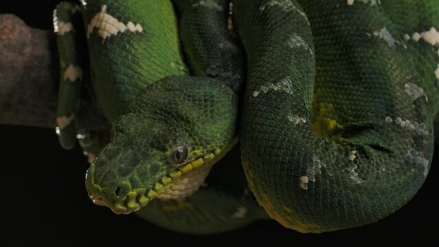 emerald tree boa hanging in tree waiting patiently for prey