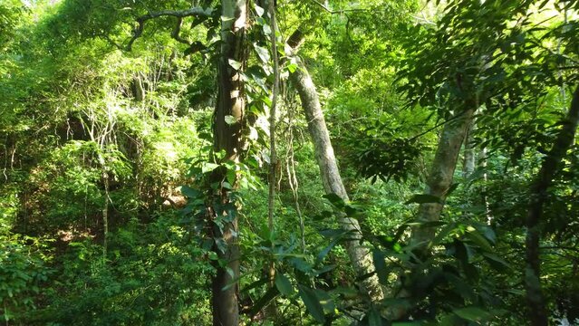 jungle gimbal shot moving to long vine hanging in between the trees