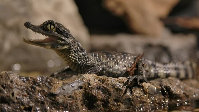 baby caiman breathing on rock slomo