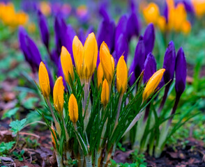 Close up raindrops on yellow and purple crocuses, blurred background