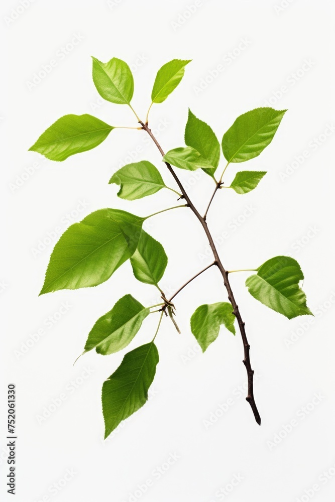 Poster branch with green leaves on white background. versatile image for nature concepts