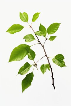 Branch with green leaves on white background. Versatile image for nature concepts