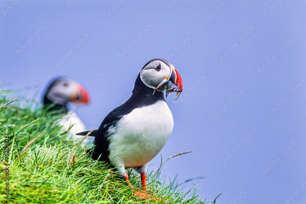 Sticker Atlantic puffin with caught fishes in the beak