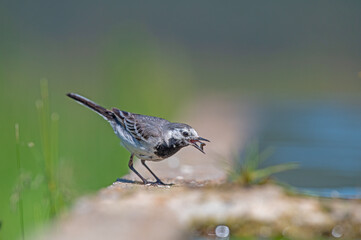 White Wagtail (Motacilla alba) feeding at the water's edge.