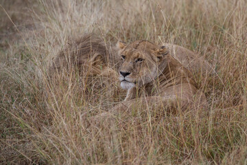 Big lion lying on savannah grass. Landscape with characteristic trees on the plain and hills in the background