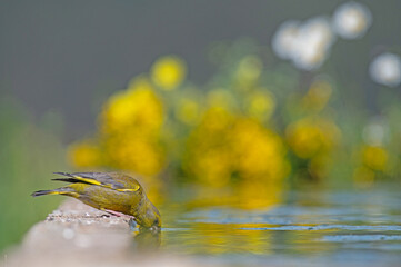 Yellow coloured bird that drinks water. European Greenfinch (Chloris chloris).