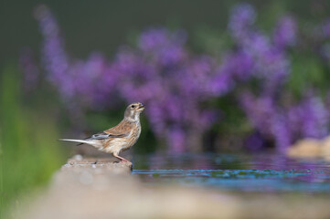 Water-drinking bird. Common Linnet (Linaria cannabina).