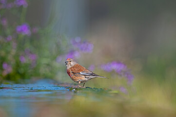 Water-drinking bird. Common Linnet (Linaria cannabina).