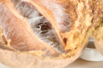 Nature's Cycle: The Intricate Decay of a Sapodilla Fruit, This macro image captures the intricate...