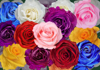 Colorful Roses