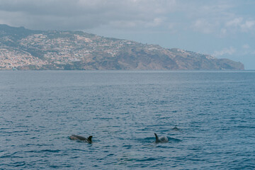 Dolphins off the coast of Funchal in Madeira, Portugal 