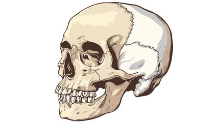 Human skull colored with white background.