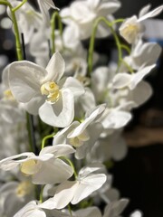 an orchid with white flowers on a macro branch in a room for interior decoration