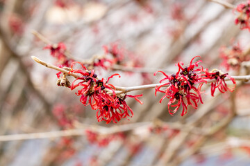Hamamelis intermedia ’Diane’ with red flowers that bloom in early spring.