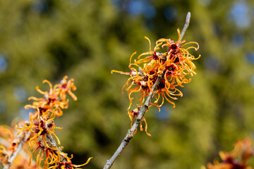 Hamamelis intermedia ’Jelena’ with yellow flowers that bloom in early spring.
