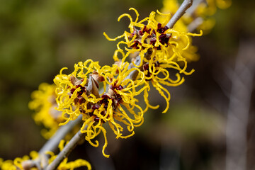 Hamamelis intermedia ’Nina’ with yellow flowers that bloom in early spring.