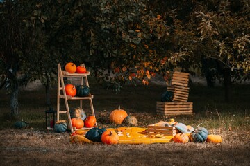 holiday setup with Pumpkins agricultural production on rustic country yard backdrop. Autumn, halloween, pumpkin, copyspace. pumpkins ladder leans against a tree among the natural foods and grass. - 752071979