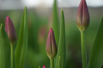 Tulips grown in a large greenhouse.