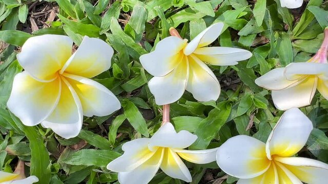 4K White frangipani flowers falling on the green grass