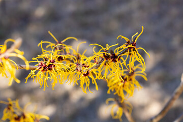 Hamamelis intermedia ’Vesna’ with yellow flowers that bloom in early spring.