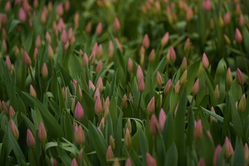 Tulips grown in a large greenhouse.