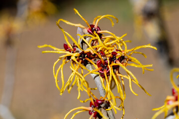 Hamamelis intermedia ’Winter Beauty’ with yellow flowers that bloom in early spring.
