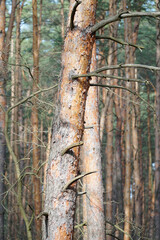 Tree trunks, forest in background