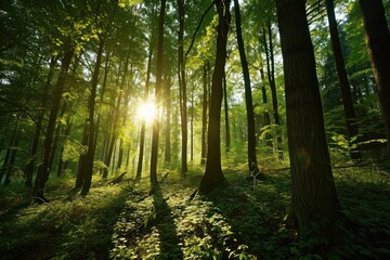 a forest and sunlight are shining through green trees