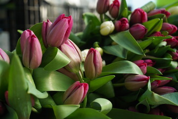 Tulips are collected in boxes in the greenhouse.