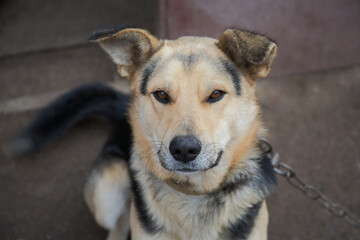 close-up of a mongrel dog’s muzzle, close-up of a dog on a chain in a rural yard,