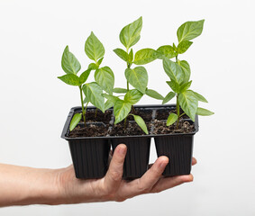 sweet pepper seedlings in hand for planting.