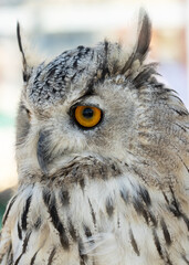 portrait of a bird of prey owl as background.
