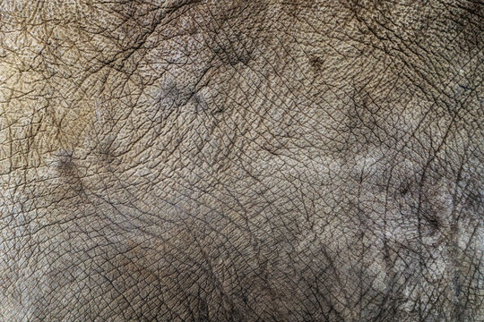 detail skin of elephant
