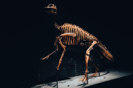 A skeleton of a dinosaur in the Naturalis Biodiversity Center in Leiden, The Netherlands